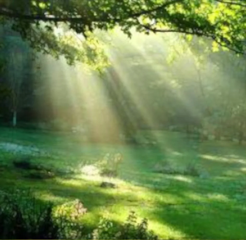 Gentle sunlight reaching parts of a forest floor through tree leaves and branches