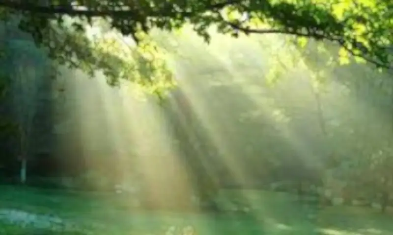 Gaps in tree branches allow daylight to filter through to a nature scene of a green area.
